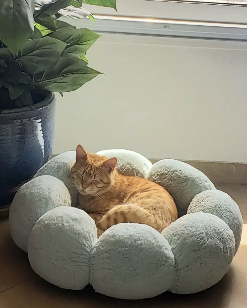 Pet relaxing at home in the evening