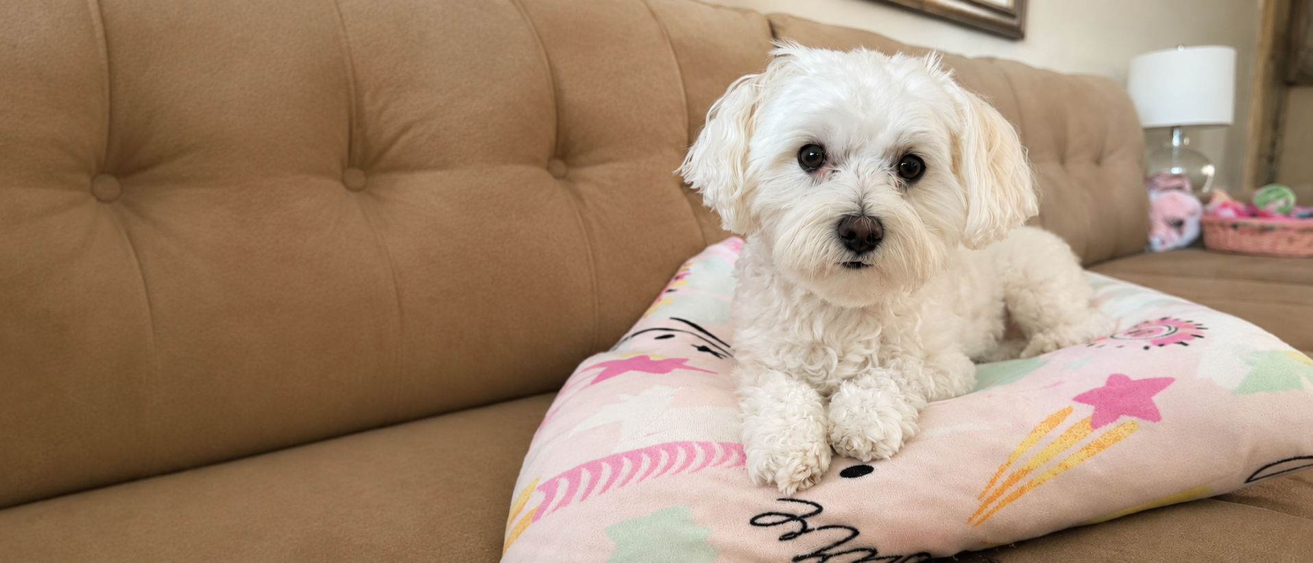 A relaxed everyday moment shared with a pet
